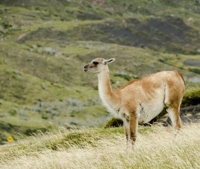 Гуанако, автор: janeperezphoto, источник: visualhunt