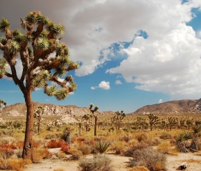 Национальный парк Joshua Tree