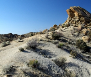Lost Palm Oasis