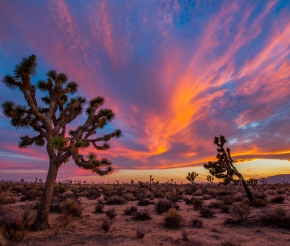 Парк Joshua Tree
