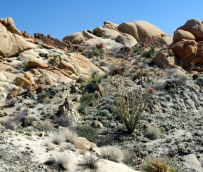 Lost Palm Oasis