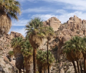 Lost Palm Oasis
