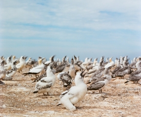 Птичий базар. Бакланы.