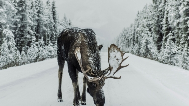 Фото: Ivars Krutainis on unsplash