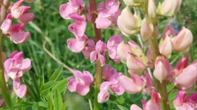 Фото гида Александра Чудновского