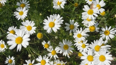 Фото из архива Странника