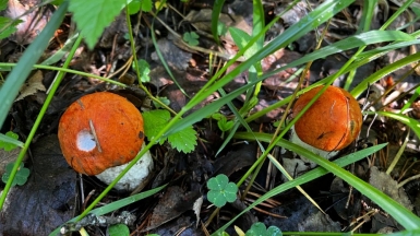 Фото Странницы Надежды Маклаевой