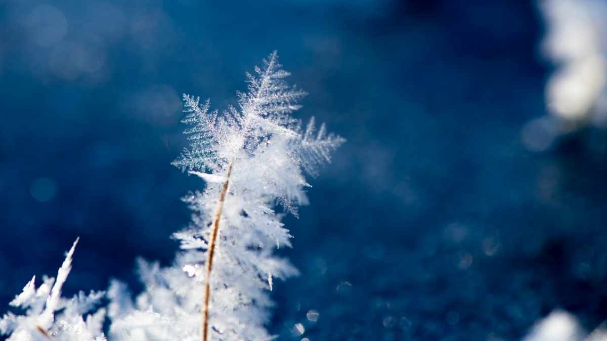 Фото: David Dibert, unsplash.com