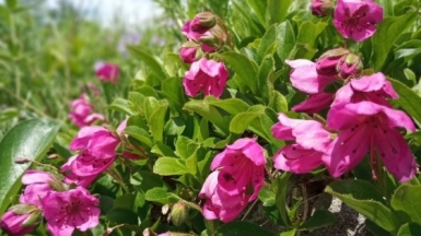 Фото нашего Странника Дмитрия Кочерыгина