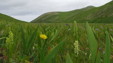 Фото: SuricataJ, wikimedia.org