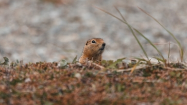 Фото: 
Alexandr Bormotin, unsplash.com