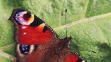 Фото нашей Странницы Анны Кот