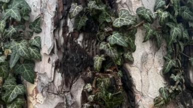 Фото нашей Странницы Аси Моисеевой