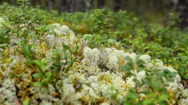 Фото нашего Странника Дмитрия Ксенофонтова