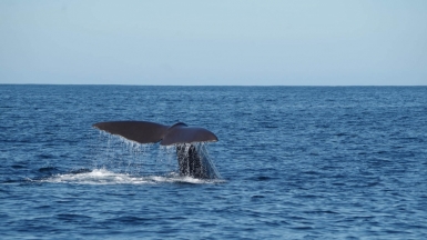 Фото: Davide Dalfovo, unsplash.com