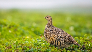 Фото: Витюгова Женя, wikimedia.org