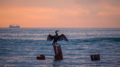 Фото: Oleksandr Kurchev, unsplash.com