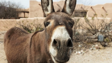 Фото: carol-highsmith-s-america on unsplash