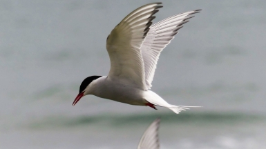 Фото: ianpreston, visualhunt.com