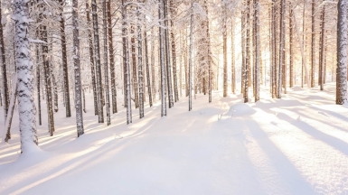 Автор Green Ant, источник unsplash