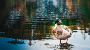 Фото: mary ray on unsplash