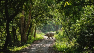 Фото: Shreyashka Maharjan on unsplash