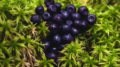 Фото: Eva Andreeva, unsplash.com