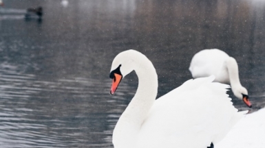 Фото: Tom van Ooijen on Unsplash