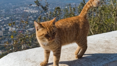 Фото: Alexxx1979, visualhunt.com