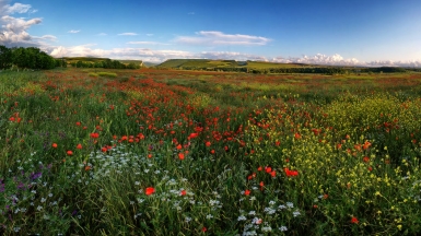 Цветущая долина Качи-Кальон, фото: Максим Гайдученко
