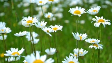 Фото: virginia lackinger, unsplash.com