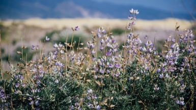 Фото: Jessica Ruscello, unsplash.com