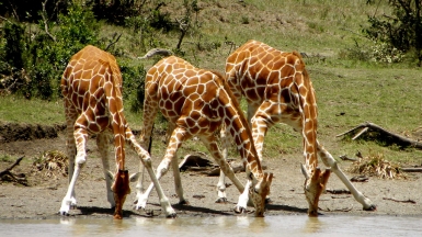 Фото: kimvanderwaal, visualhunt.com