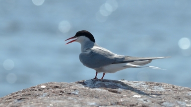 Фото: Papchinskaya, visualhunt.com