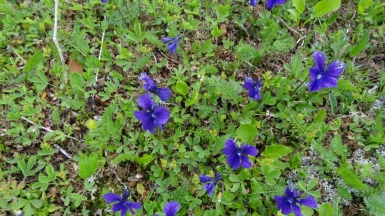 Фото нашей Странницы Веры Елькиной