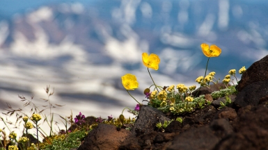 Авачинский вулкан, фото: Степанов Илья
