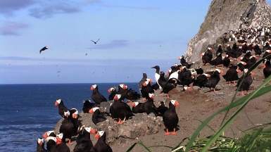 Фото: Judy_Alderson, wikimedia.org