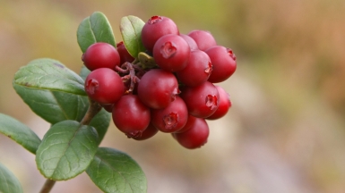 Фото: randihausken, visualhunt.com