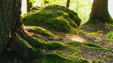 Фото: Anna Zakharova, unsplash.com