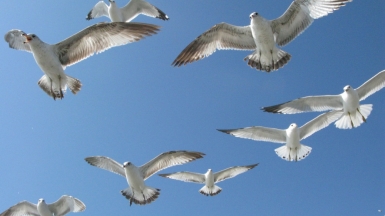 Фото: Deborah L Carlson on unsplash