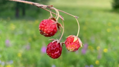 Фото нашей Странницы Татьяны Вавиловой