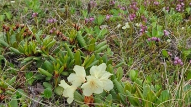 Фото нашей Странницы Марии Дель