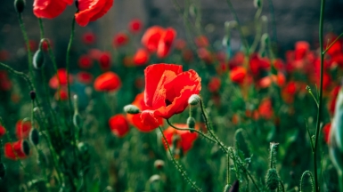 Фото нашей Странницы Дарьи Набатовой