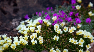 Налычевская долина, фото: Степанов Илья