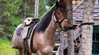 Алтайская лошадка