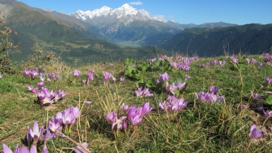 Безвременник в сентябре! Фото нашего гида Ирины Пряничниковой.