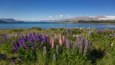 Текапо, фото нашей странницы Татьяны Руновой