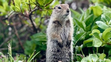Фото Елены Сабаниной
