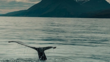 Фото: Till Rottmann, unsplash.com