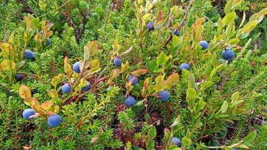 Фото нашего гида Галины Шелудько